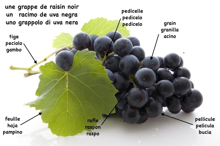 Grappe dde raisin noir