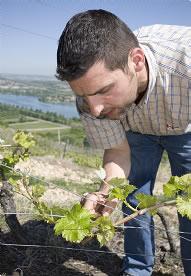 vignoble-monteillet1