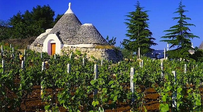 vigne-puglia